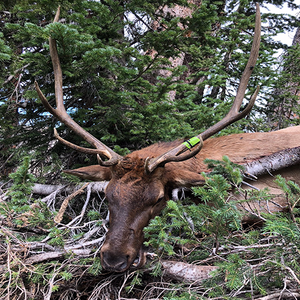 Oklahoma Hunter Climbs Heights In Colorado With Buck Baits For 4 x 4 Bull Elk